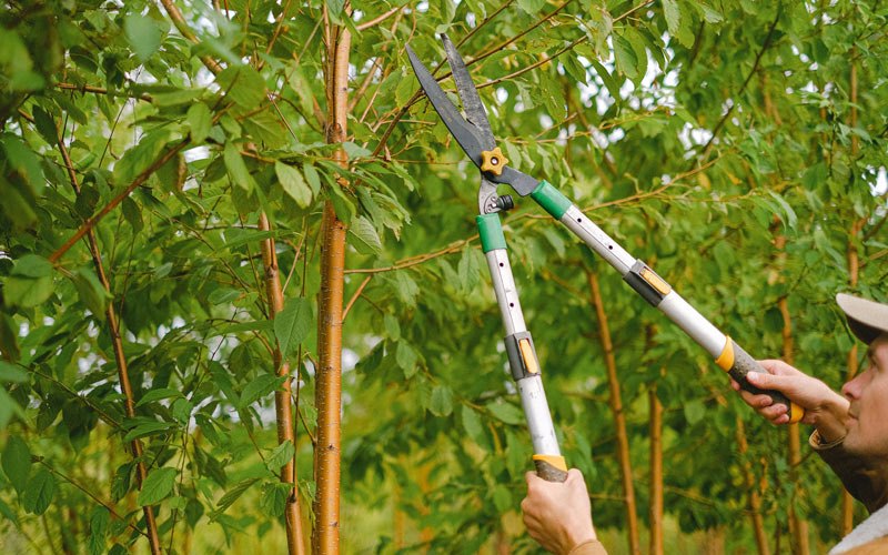 Tree trimming in Middle Amana, IA
