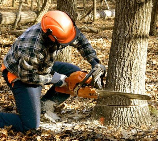 Tree Removal in Middle Amana, IA